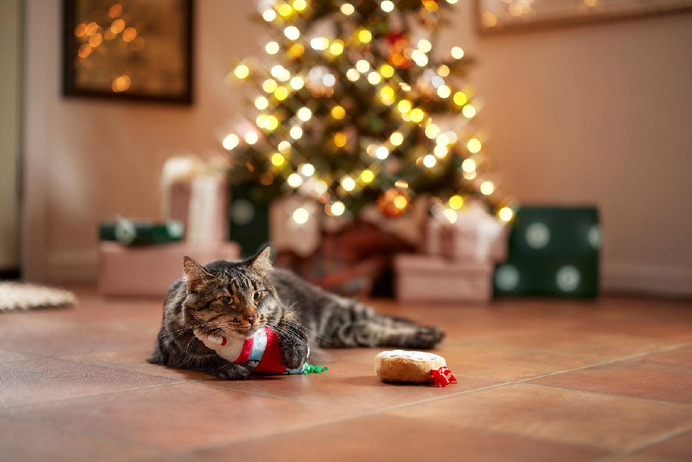 How Chewy Is Creating Holiday “Magic” for Pets and Their Owners