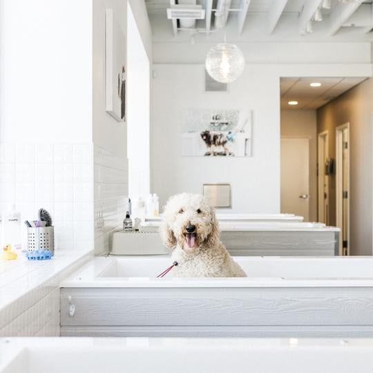 Bubbly Paws Expands in Florida